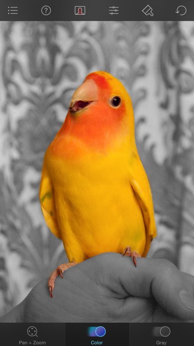 Color Splash