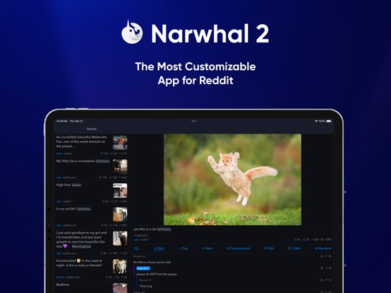 narwhal