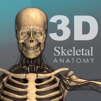 3D Skeletal Anatomy