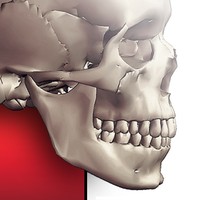 Anatomy In Motion - Complete - Muscle System Flashcards