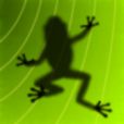 Ancient Frog