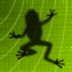 Ancient Frog HD