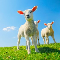 BabyAnimals