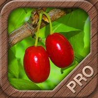 Beeren und Früchte