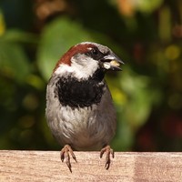 Birds of Britain