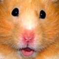 Cute Hamster Jigsaw Puzzles