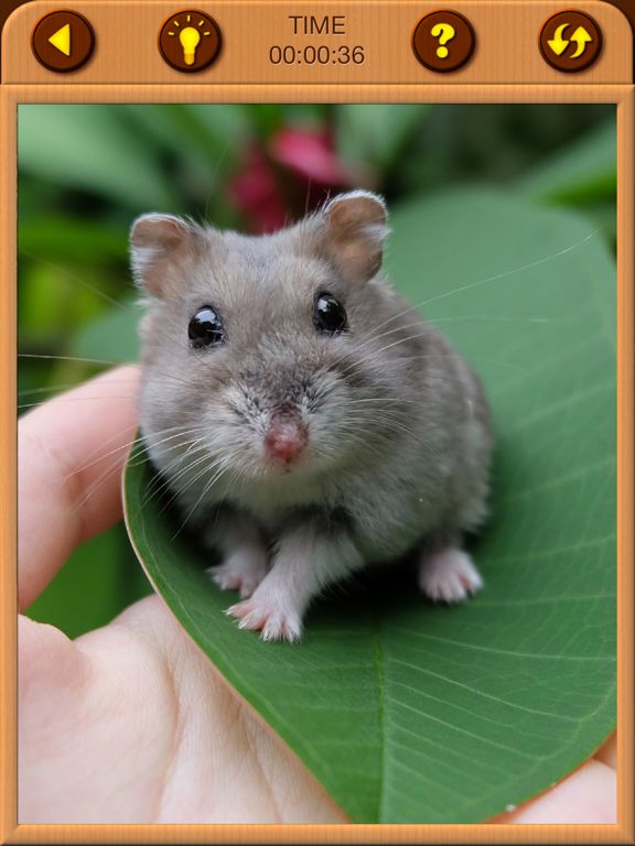 Cute Hamster Jigsaw Puzzles