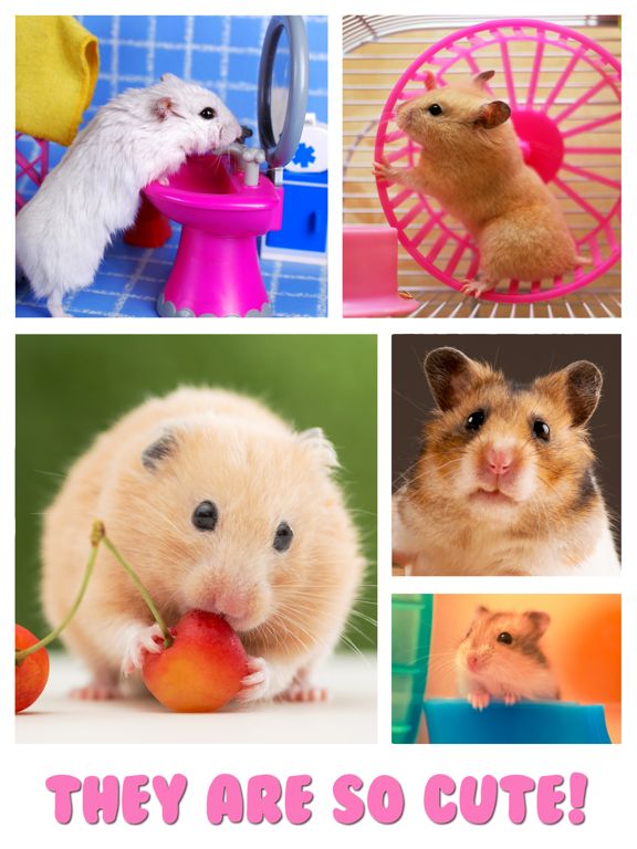 Cute Hamster Jigsaw Puzzles