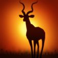 Deer Hunter: African Safari