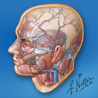 Head-Neck