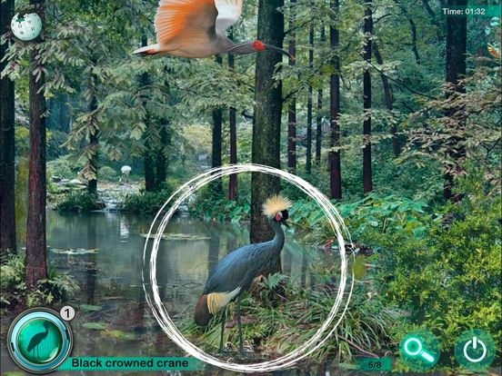 Hidden Animals: Seek and Find