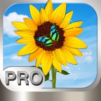 Photo Manager Pro