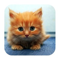 Puzzify