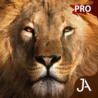 Safari I-Pro