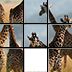 Safari Sliders