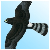 Sasol eBirds of Southern Africa