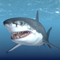 Talking Great White