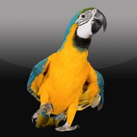 iParrot