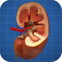 iURO Kidney PRO