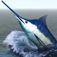 i Fishing Saltwater Edition