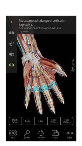 Anatomy