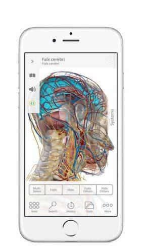 Anatomy