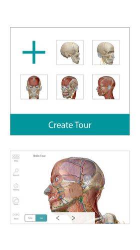 Anatomy