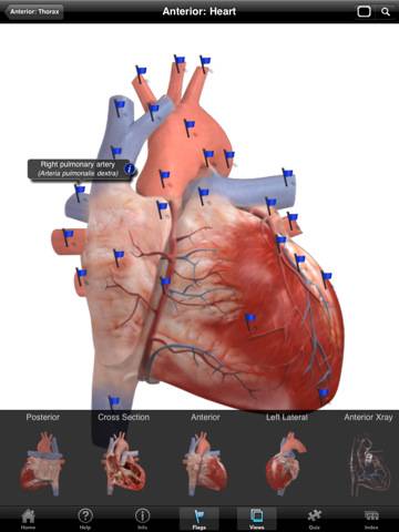 The Cardiovascular System - iPad edition