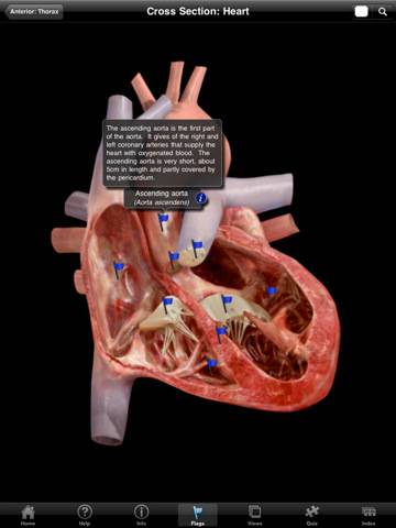 The Cardiovascular System - iPad edition