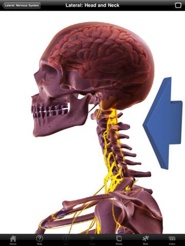The Nervous System - iPad edition