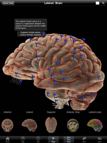 The Nervous System - iPad edition