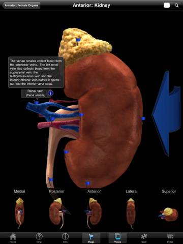 The Urogenital System - iPad edition