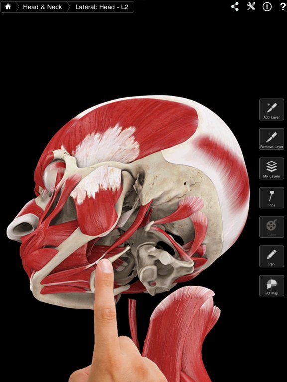 Muscle System Pro III