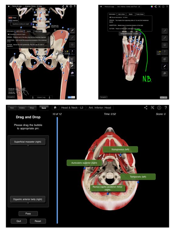Muscle System Pro III