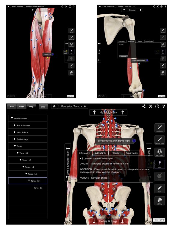 Muscle System Pro III