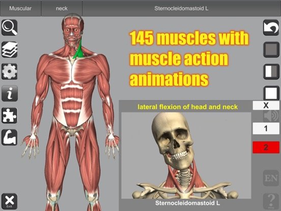3D Bones and Muscles (Anatomy)