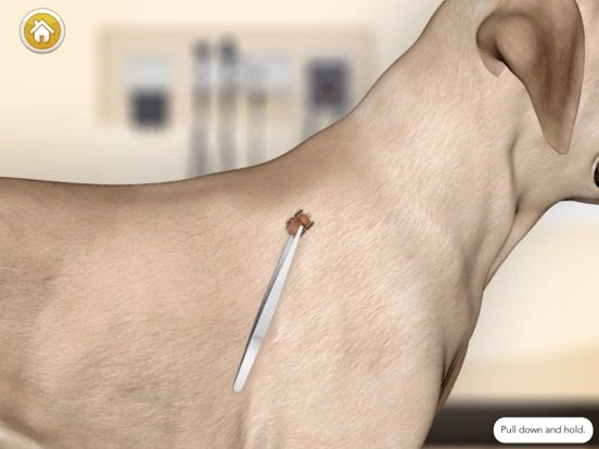 Dog Games: Pet Vet Doctor Care