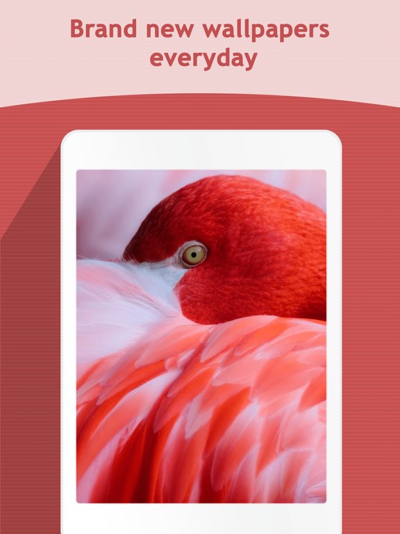 HD Wallpapers Backgrounds