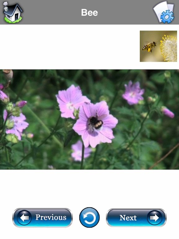 Baby Flash Cards : 500+ Words