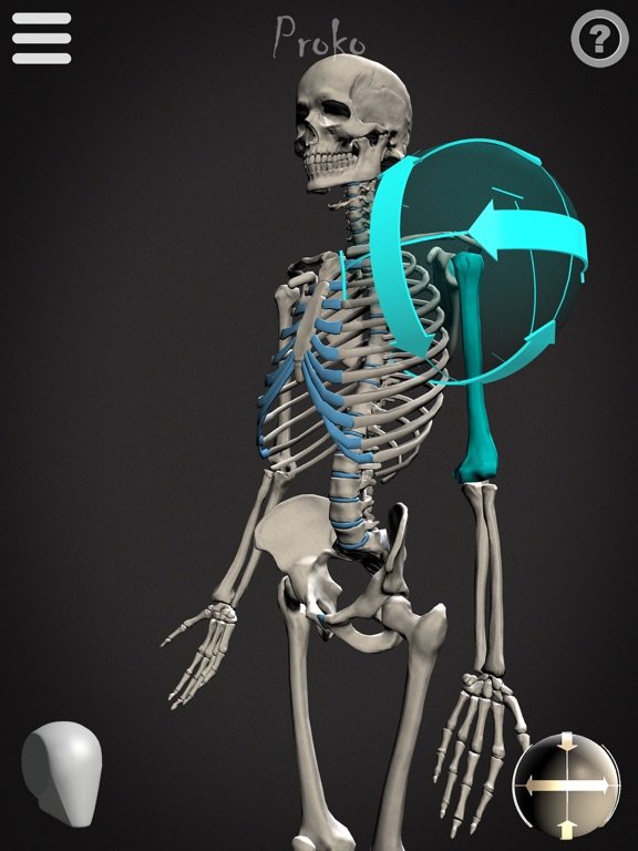 Skelly - Art Model