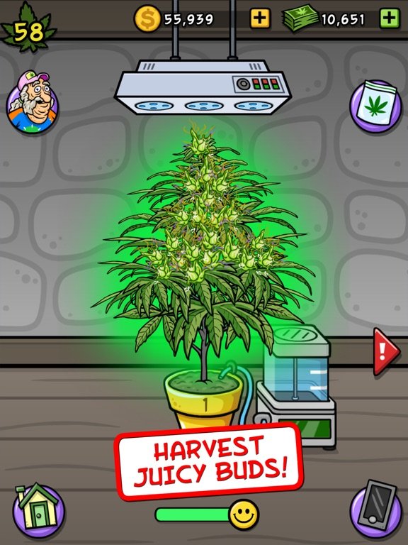 Bud Farm: Grass Roots