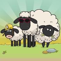 sheeps premium